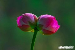 放弃一个自己深爱的人，真的会祝她幸福吗看到她幸福不会心酸吗