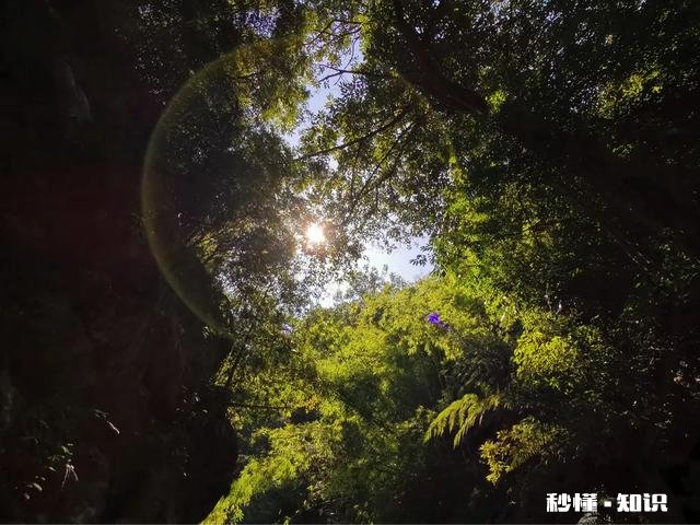 碧桂园森林城市是如何打造城市与自然可持续发展的人居理念