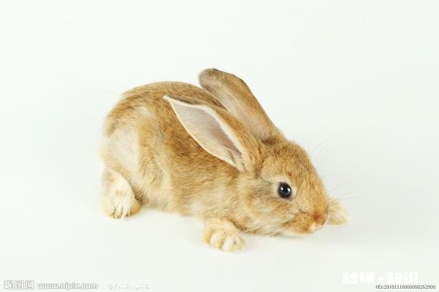 母兔下崽后，在什么情况下会把自己的崽崽咬死吃掉