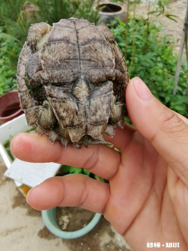 什么龟可以养到几十斤重有何推荐