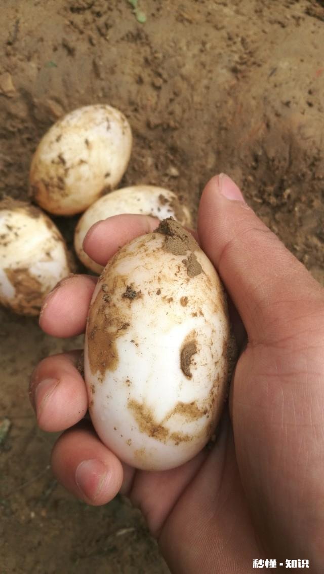 什么龟可以养到几十斤重有何推荐