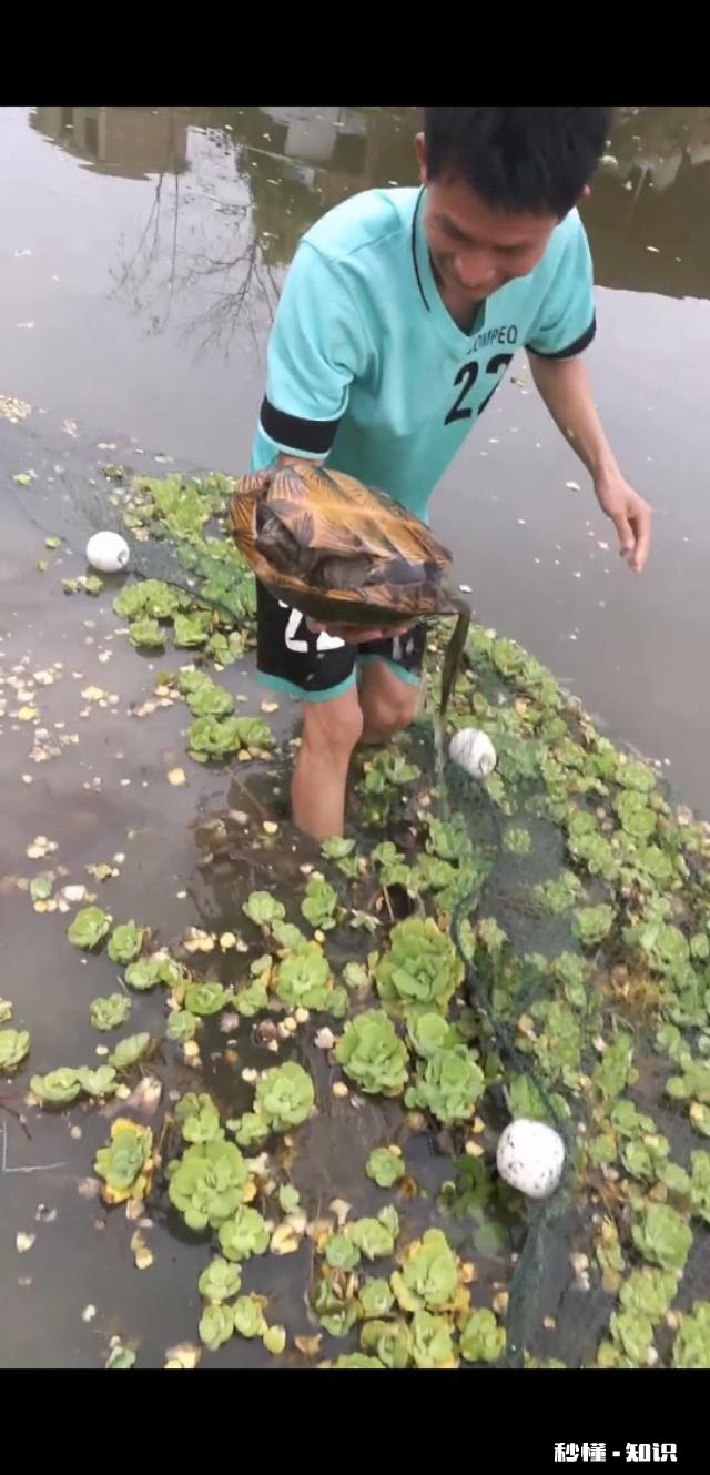 什么龟可以养到几十斤重有何推荐