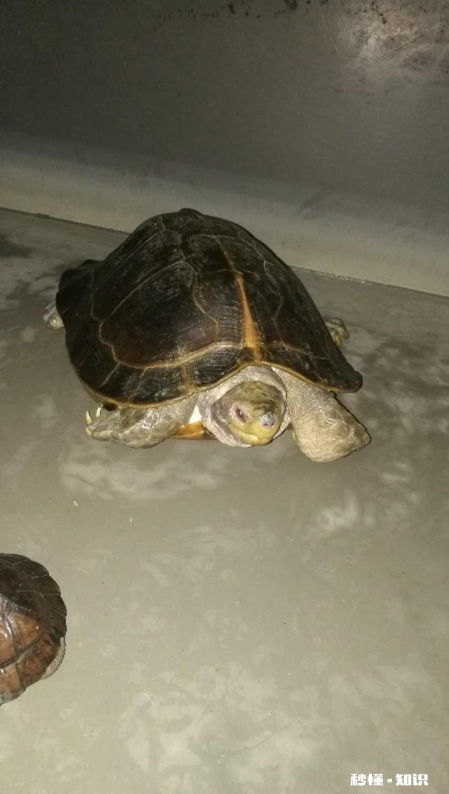 什么龟可以养到几十斤重有何推荐