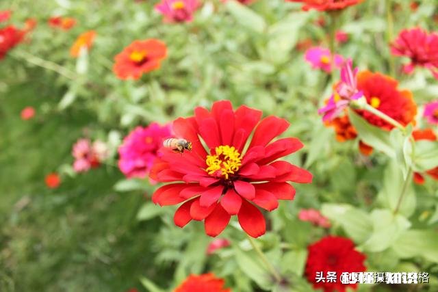 为什么我微距拍的这么模糊