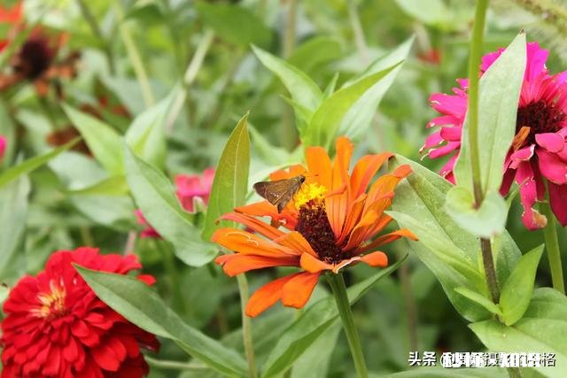 为什么我微距拍的这么模糊