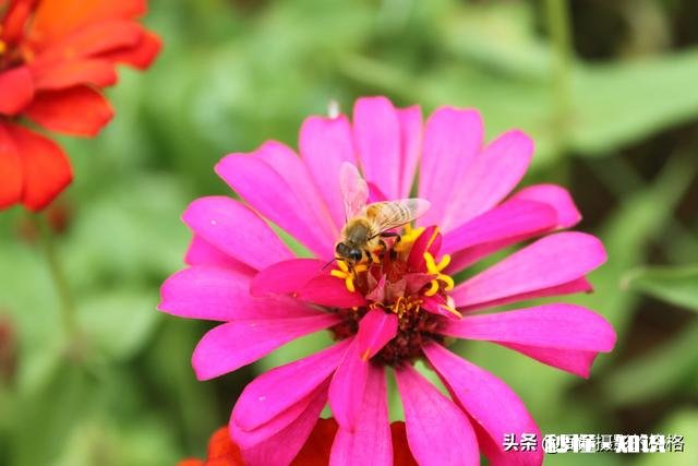 为什么我微距拍的这么模糊