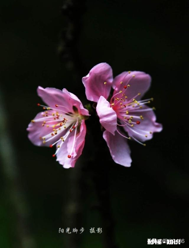 为什么我微距拍的这么模糊