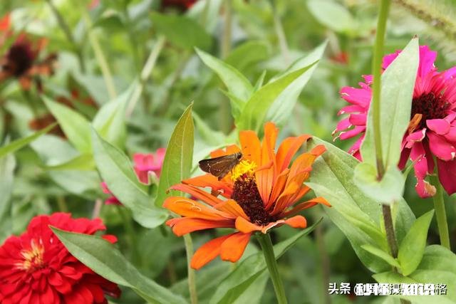 为什么我微距拍的这么模糊