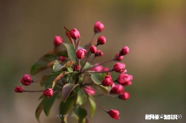 为什么我微距拍的这么模糊