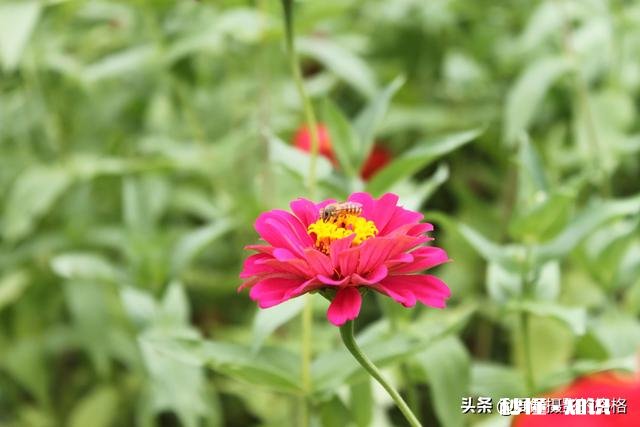 为什么我微距拍的这么模糊