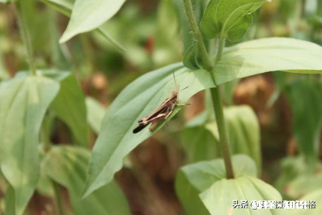 为什么我微距拍的这么模糊