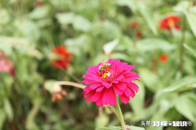 为什么我微距拍的这么模糊