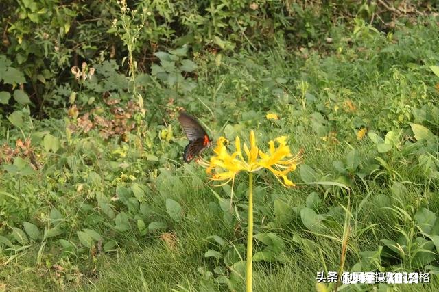 为什么我微距拍的这么模糊