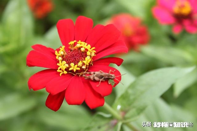 为什么我微距拍的这么模糊