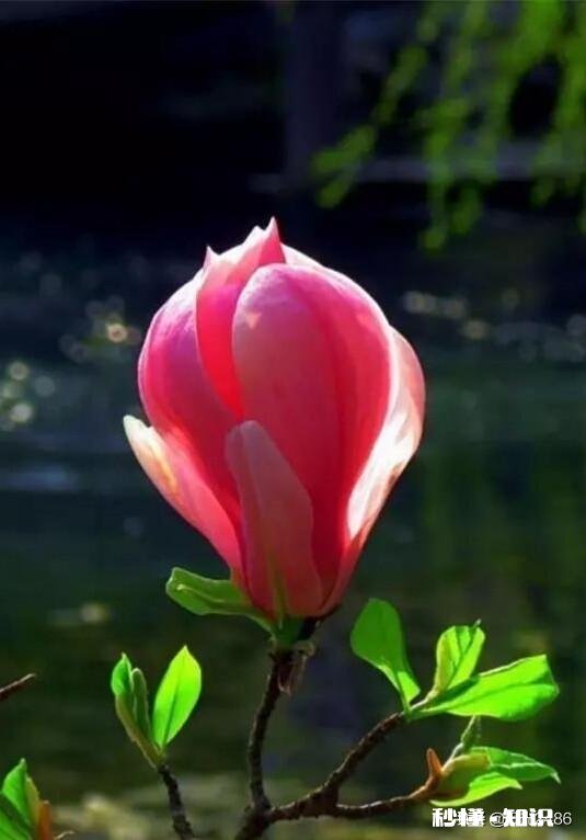 为什么我微距拍的这么模糊