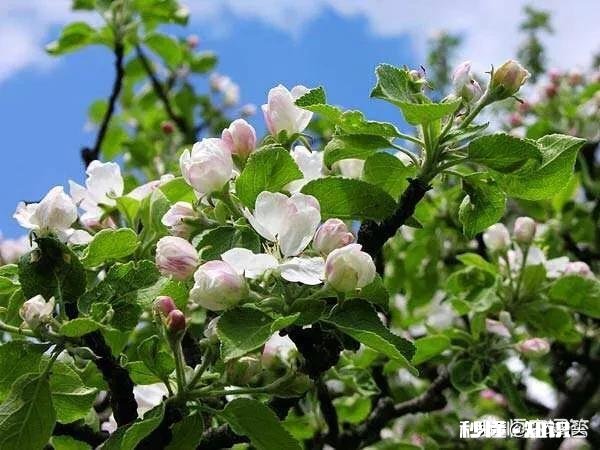 各位大神今年苹果树为啥有的连一朵花都没有