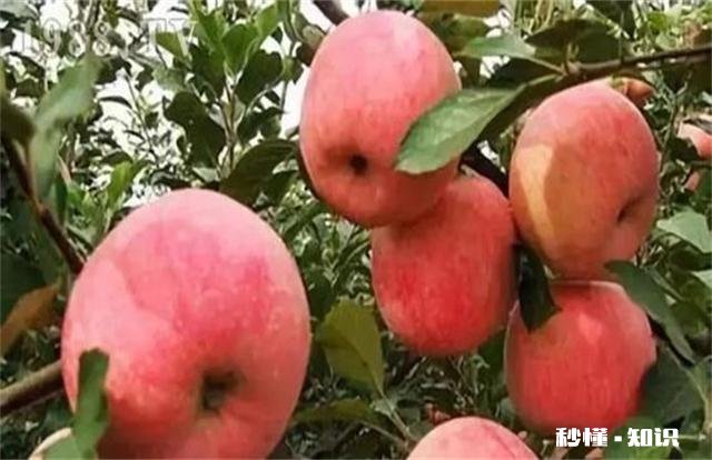 各位大神今年苹果树为啥有的连一朵花都没有