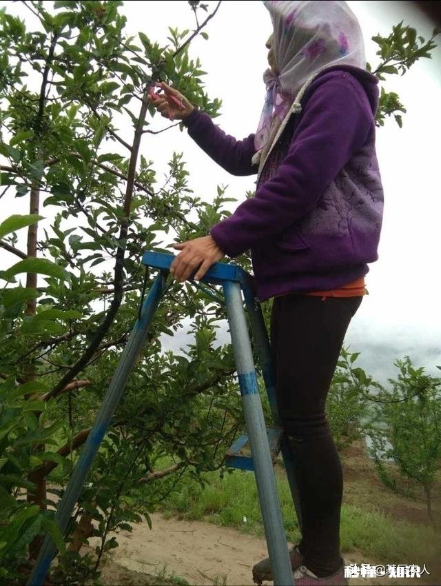 各位大神今年苹果树为啥有的连一朵花都没有