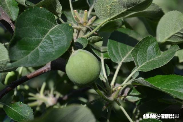 各位大神今年苹果树为啥有的连一朵花都没有
