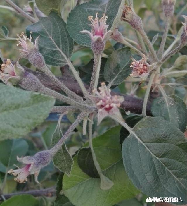 各位大神今年苹果树为啥有的连一朵花都没有