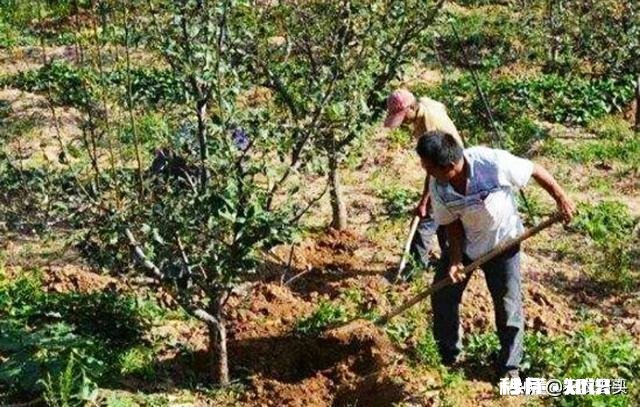 各位大神今年苹果树为啥有的连一朵花都没有