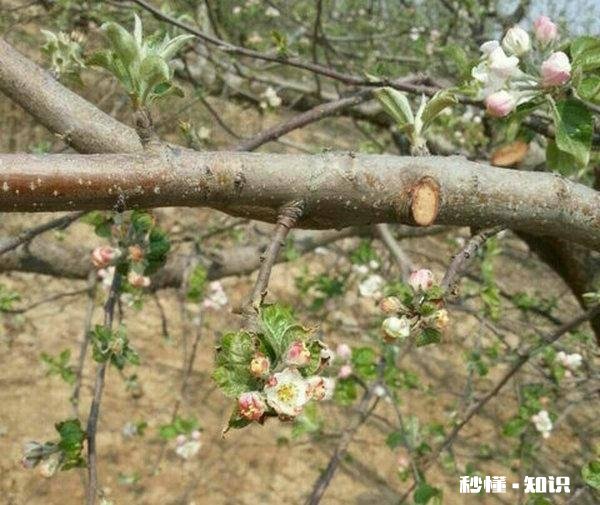 各位大神今年苹果树为啥有的连一朵花都没有