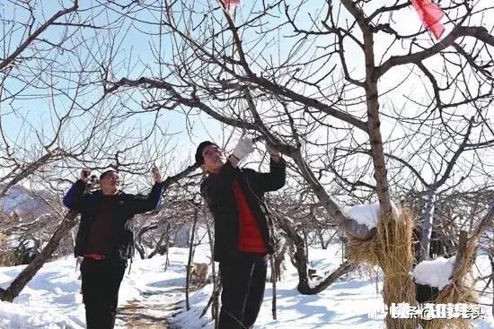 各位大神今年苹果树为啥有的连一朵花都没有