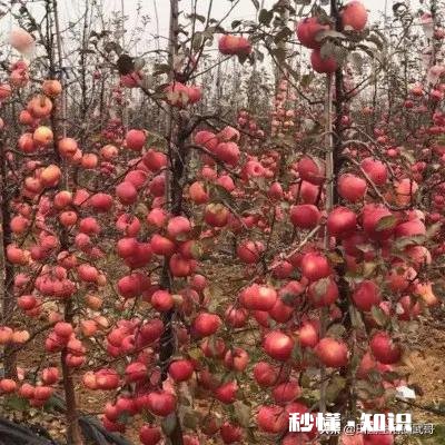 各位大神今年苹果树为啥有的连一朵花都没有