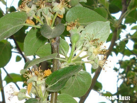 各位大神今年苹果树为啥有的连一朵花都没有