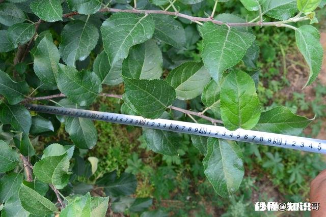 各位大神今年苹果树为啥有的连一朵花都没有