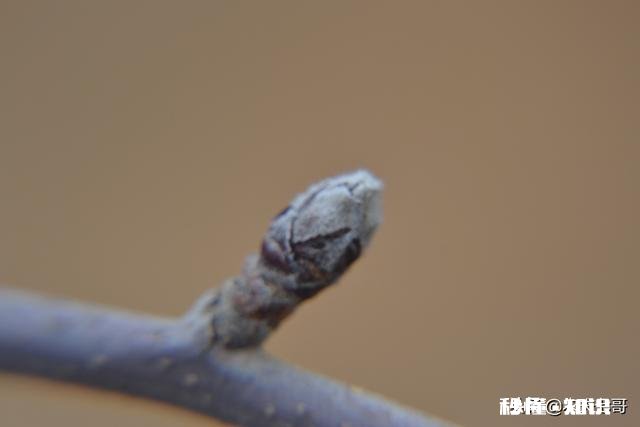 各位大神今年苹果树为啥有的连一朵花都没有