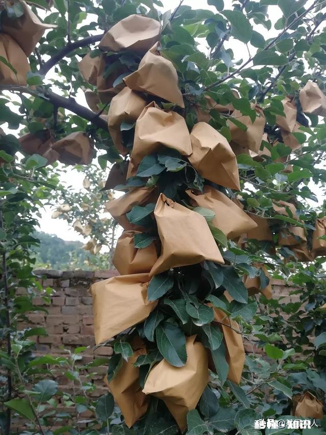 各位大神今年苹果树为啥有的连一朵花都没有