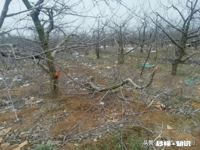 各位大神今年苹果树为啥有的连一朵花都没有