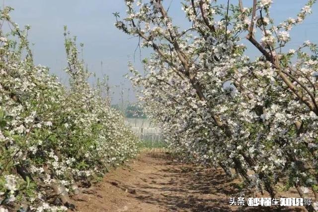 各位大神今年苹果树为啥有的连一朵花都没有
