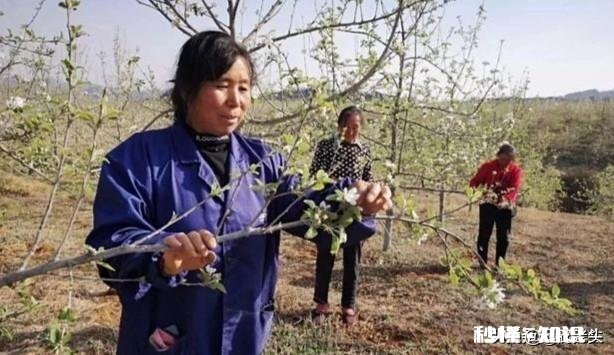 各位大神今年苹果树为啥有的连一朵花都没有