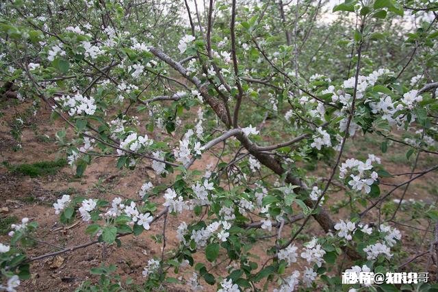 各位大神今年苹果树为啥有的连一朵花都没有