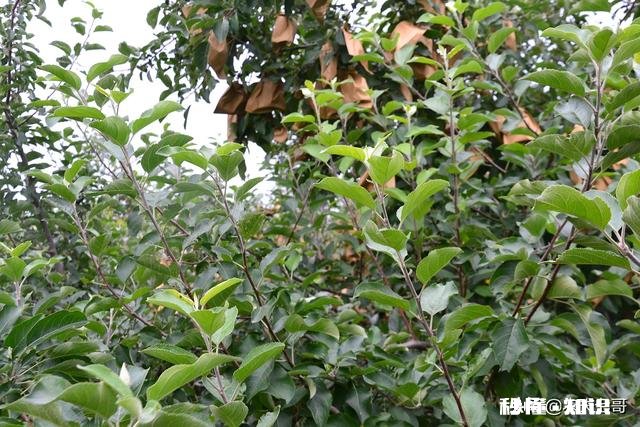 各位大神今年苹果树为啥有的连一朵花都没有