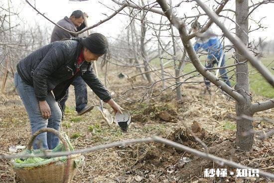 各位大神今年苹果树为啥有的连一朵花都没有