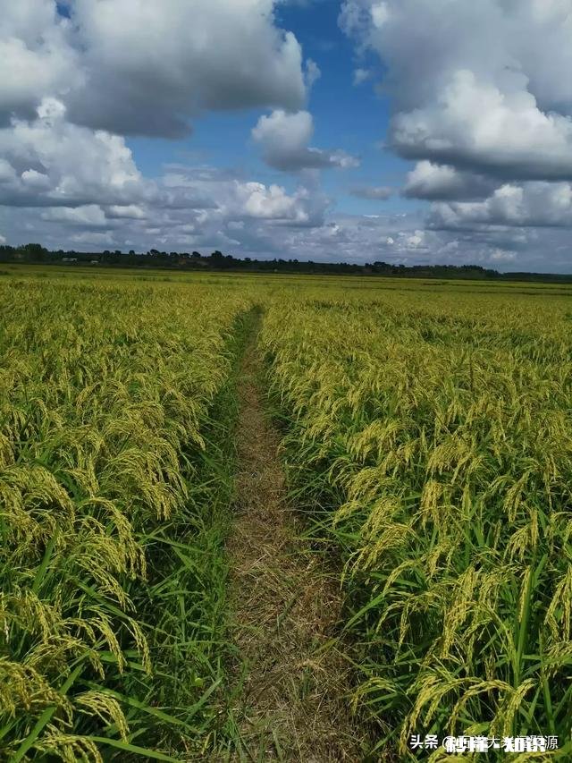 当你面对一片稻田有什么样的感想呢看得出稻田里有什么问题吗