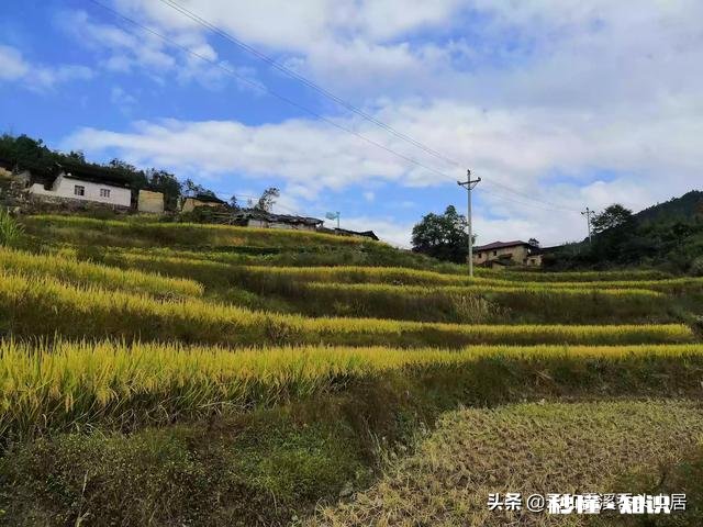 当你面对一片稻田有什么样的感想呢看得出稻田里有什么问题吗