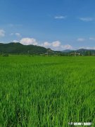 当你面对一片稻田有什么样的感想呢看得出稻田里有什么问题吗