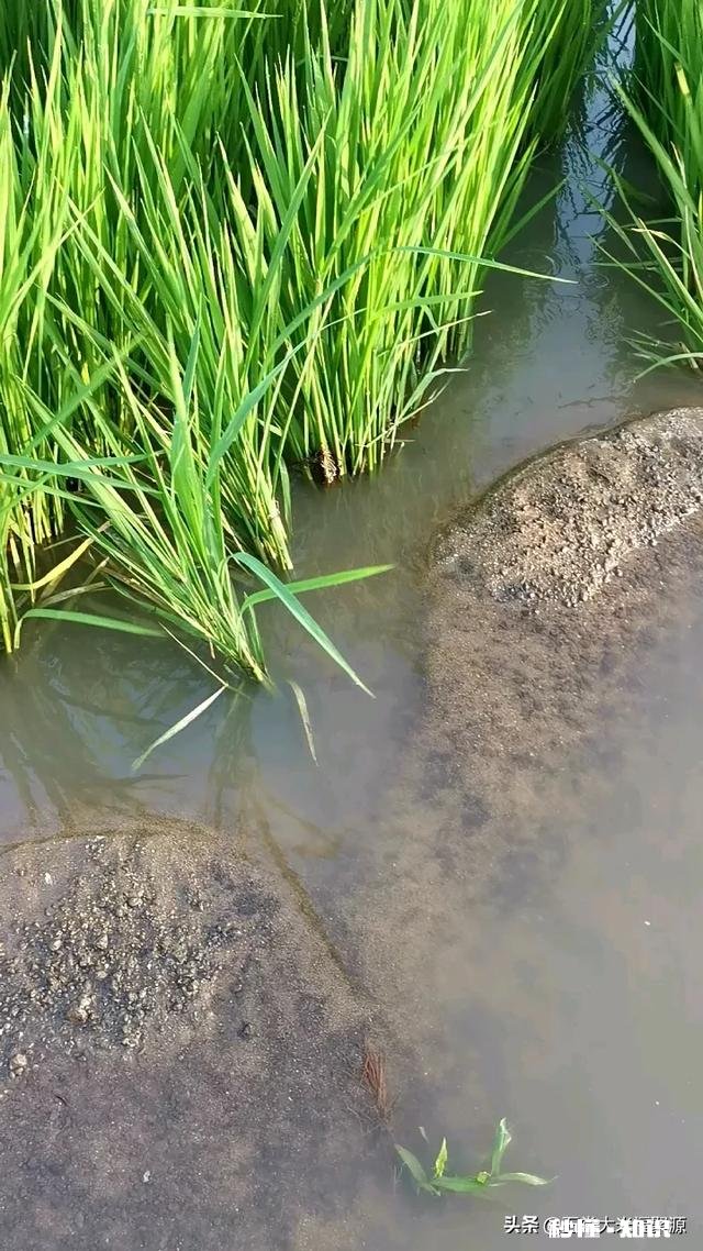 当你面对一片稻田有什么样的感想呢看得出稻田里有什么问题吗