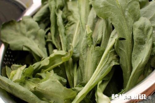 冬天种什么蔬菜耐寒