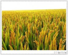 现在自己做生意不行，打工也不行，想回家种田可有前途