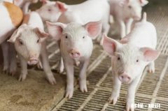 猪肉价格有可能降到4、5块一斤吗