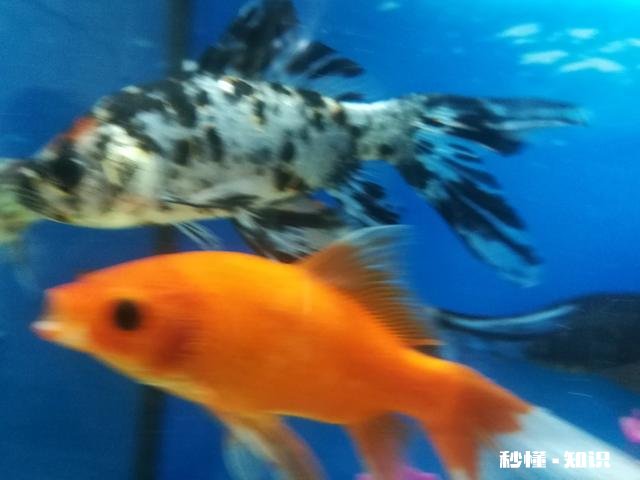 什么是世界上最聪明可爱的动物