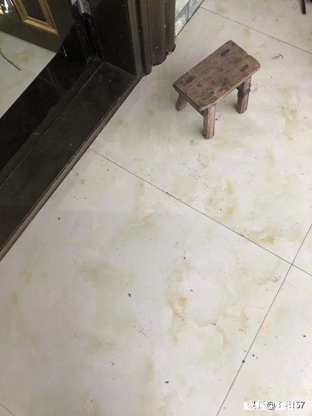 什么是世界上最聪明可爱的动物