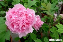 最近上二楼心也砰砰跳，一点劲都没有，59岁，这是为什么