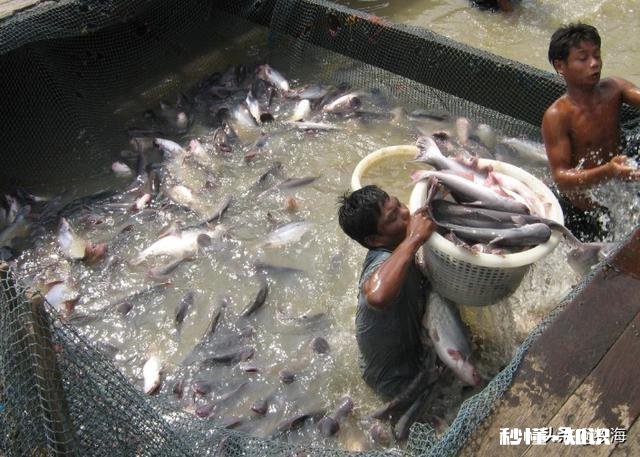 养殖鱼虾，遇到鱼虾肠炎怎么办有好的治疗方法和技巧吗