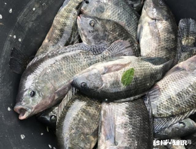 养殖鱼虾，遇到鱼虾肠炎怎么办有好的治疗方法和技巧吗